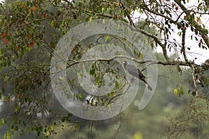 Eastern plantain eater, crinifer zonurus, eastern grey plantain eater