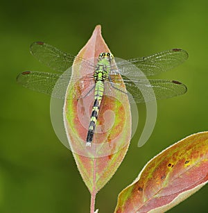 Eastern Pondhawk Dragonfly