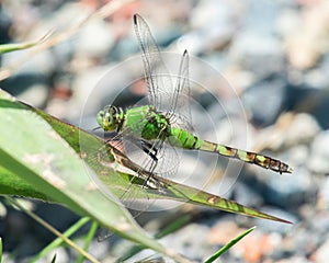 Eastern Pondhawk Dragonfly in Washburn Memorial Park, Fairhaven, Massachusetts