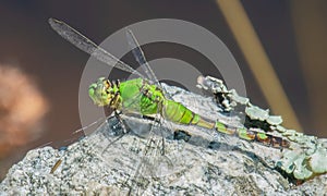 Eastern Pondhawk dragonfly in Washburn Memorial Park, Marion, Massachusetts