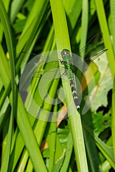 Eastern Pondhawk - Erythemis simplicicollis