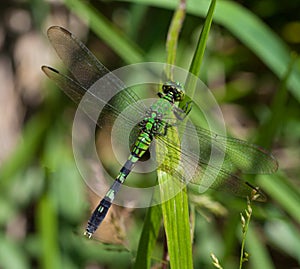 Eastern Pondhawk