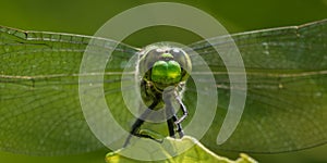 Eastern Pondhawk