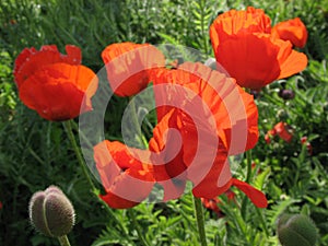 The eastern poppy