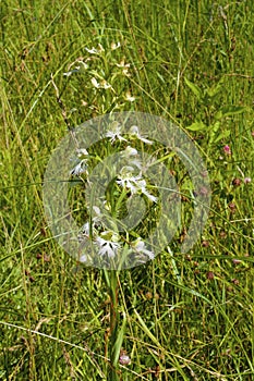 Eastern Prairie Fringed Orchid    810905