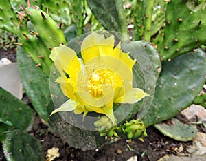 Eastern prickly pear cactus flower
