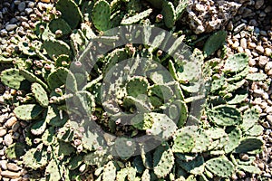 Eastern prickly pear cactus, Opuntia compressa