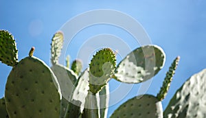 Eastern Prickly Pear cactus, Opuntia Humifusa against blue clear sky background