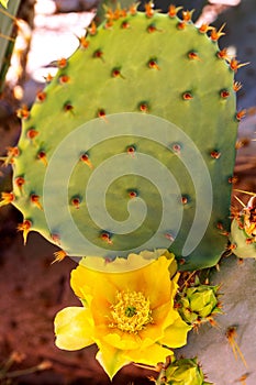 Eastern Prickly Pear Cactus with Yellow Flower Blooming