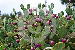 Eastern Prickly Pear tree cactus tree