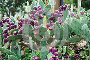 Eastern Prickly Pear tree