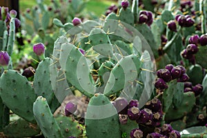 Eastern Prickly Pear tree cactus tree