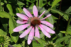 Eastern Purple Coneflowe - Echinacea Purpurea