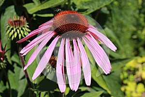 Eastern Purple Coneflowe - Echinacea Purpurea