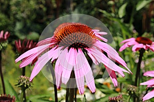 Eastern Purple Coneflowe - Echinacea Purpurea