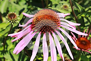 Eastern Purple Coneflowe - Echinacea Purpurea