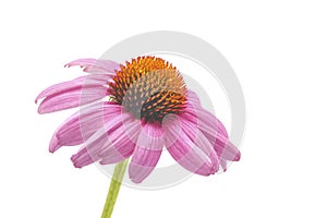 Eastern Purple Coneflower