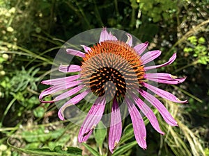 Eastern purple coneflower Echinacea purpurea, Hedgehog coneflower, Purpurroter Scheinsonnenhut oder Roter Scheinsonnenhut