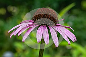 Eastern Purple Coneflower â€“ Echinacea purpurea