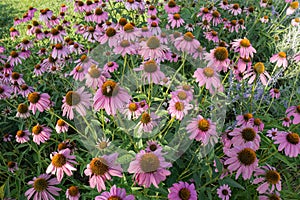 Eastern Purple Coneflowers â€“ Echinacea purpurea