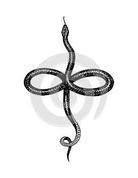 Eastern racer or Coluber constrictor. Nonvenomous snake. Common garter. Reptilia illustration. Engraved hand drawn in