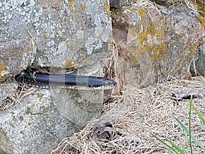 Eastern rat snake hiding in a stone wall