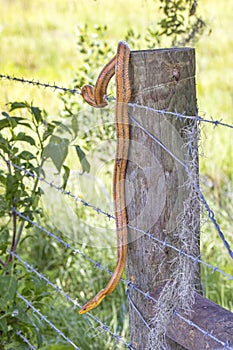 Eastern Rat Snake Slithering Down A Fence Post
