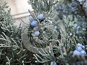 blue berries of a Red Cedar Tree