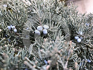 blue berries of a Red Cedar Tree