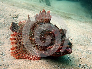 Eastern Red Scorpionfish