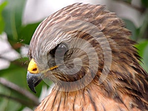 Eastern Red Shoulder Hawk