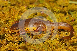 Eastern Red-spotted Newt Notophthalmus viridescens