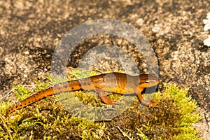 Eastern Red-spotted Newt- Notophthalmus viridescens