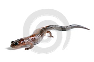 Eastern Redback Salamander