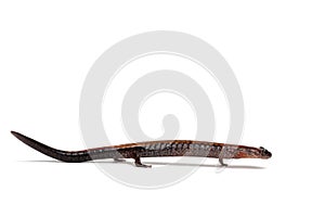 Eastern Redback Salamander