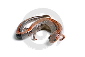 Eastern Redback Salamander photo