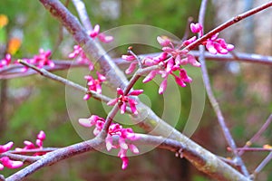 Eastern redbud tree blooms, horizontal orientation