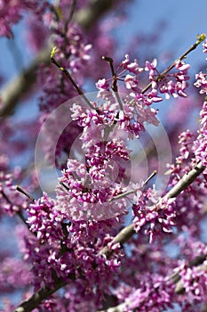 Eastern Redbud Blossoms - Cercis canadensis
