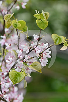 Eastern redbud Cercis canadensis Rubye Atkinson, light magenta pink flowers