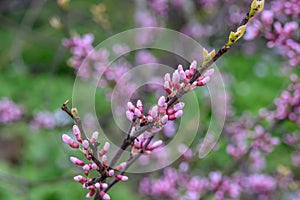 Eastern redbud Cercis canadensis Rubye Atkinson, pink buds