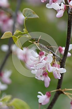 Eastern redbud Cercis canadensis Rubye Atkinson, with pink flowers