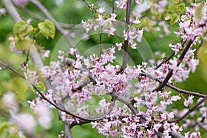 Eastern redbud Cercis canadensis, state tree of Oklahoma.