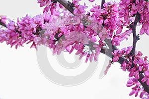 Eastern Redbud/ Cercis tree branch with  blooming pink color flowers, isolated. Close-up photo.