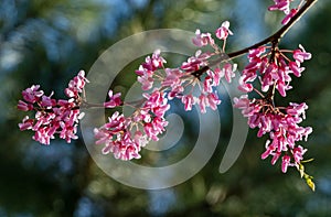 Eastern Redbud, or Eastern Redbud Cercis canadensis purple spring blossom in sunny day. Close-up of Judas tree pink flower