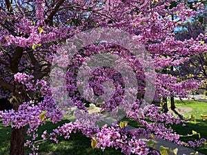 Eastern Redbud Flowering Tree and Green Grass
