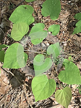 Eastern Redbud Leaves - Cercis canadensis