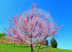 Eastern Redbud Tree