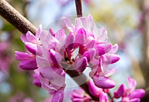 Eastern Redbud Tree in Bloom