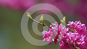 Eastern Redbud Tree Blossoms In Spring Time. Cercis Siliquastrum Blooming On Easter In April. Close up.