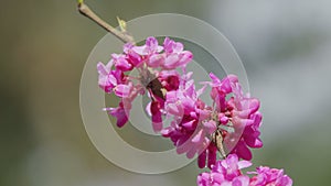 Eastern Redbud Tree Blossoms In Spring Time. Cercis Siliquastrum Blooming On Easter In April. Close up.